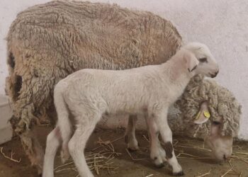 ‘Teodoro’, el primer cordero genéticamente modificado de España que ayudará a entender la fecundación en humanos