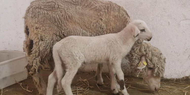 ‘Teodoro’, el primer cordero genéticamente modificado de España que ayudará a entender la fecundación en humanos