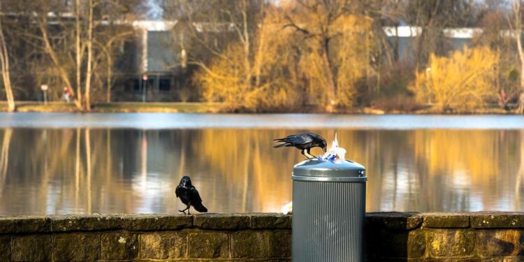 Los animales piensan en el futuro