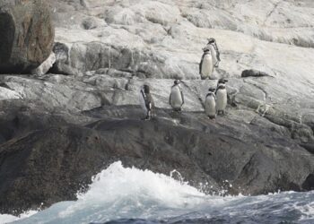 Humboldt, el emblemático pingüino de climas templados, en peligro de extinción por el cambio climático