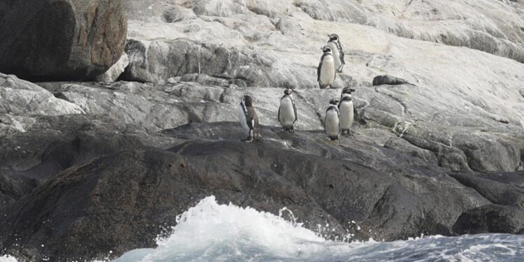Humboldt, el emblemático pingüino de climas templados, en peligro de extinción por el cambio climático