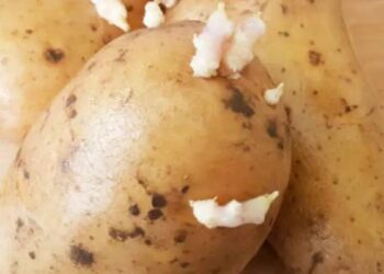 El sencillo y efectivo truco para evitar que broten las patatas que tienes guardadas