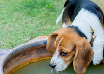 Bebederos públicos para perros: estos son los peligros para su salud