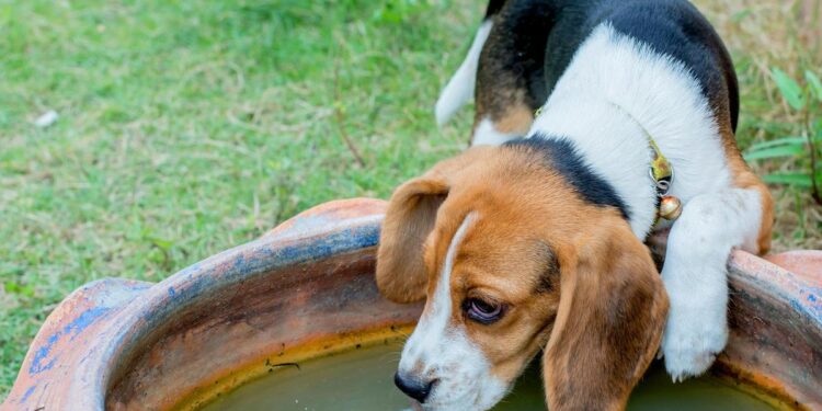 Bebederos públicos para perros: estos son los peligros para su salud