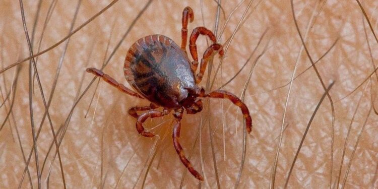 De infecciones exóticas a amenazas emergentes: España se enfrenta a un nuevo escenario en salud pública