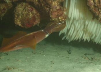 El CSIC descubre que los machos de calamar podrían cuidar de sus huevos