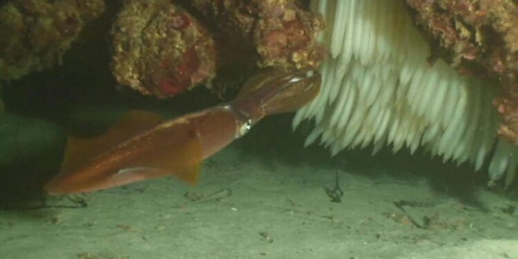 El CSIC descubre que los machos de calamar podrían cuidar de sus huevos