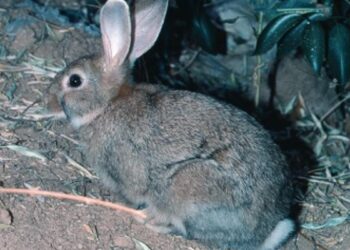 Este es el zoológico que podrás visitar gratis a las afueras de Madrid