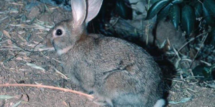 Este es el zoológico que podrás visitar gratis a las afueras de Madrid