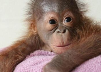 Treinta madres voluntarias intentan enseñar a una orangutana a amamantar a su cría en Dublín