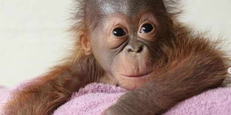 Treinta madres voluntarias intentan enseñar a una orangutana a amamantar a su cría en Dublín