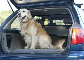 Estos son los hoteles Pet Friendly de España que permiten disfrutar de las vacaciones junto con tu mascota