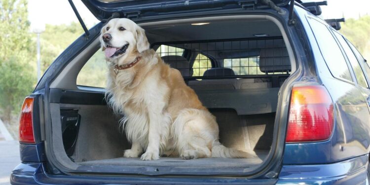 Estos son los hoteles Pet Friendly de España que permiten disfrutar de las vacaciones junto con tu mascota