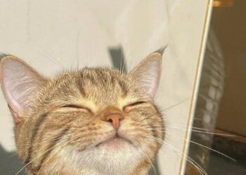 Ni dos días ni una semana: este es el tiempo máximo que pueden estar tus gatos solos en casa