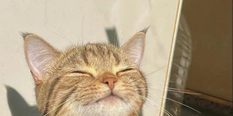 Ni dos días ni una semana: este es el tiempo máximo que pueden estar tus gatos solos en casa