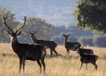 La Justicia declara ilegal la limitación de la caza de ciervos y jabalíes en el Parque Nacional de Cabañeros