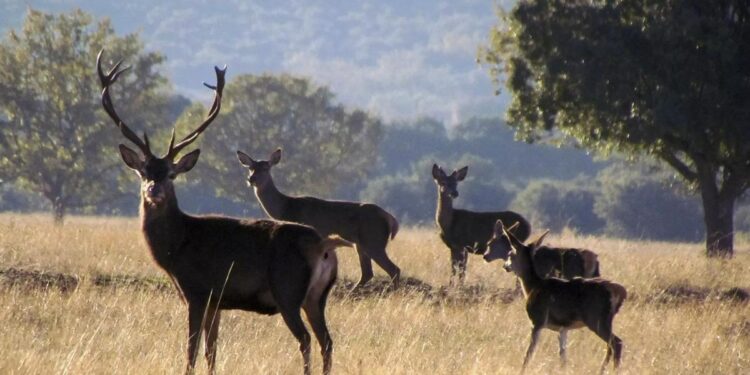 La Justicia declara ilegal la limitación de la caza de ciervos y jabalíes en el Parque Nacional de Cabañeros