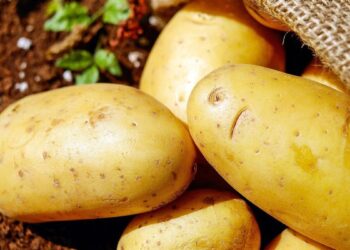 La ley de amnistía al completo: este es el documento entregado al Congreso