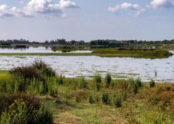 WWF insta a impedir que Doñana llegue a ‘un punto de no retorno’ por la sobreexplotación