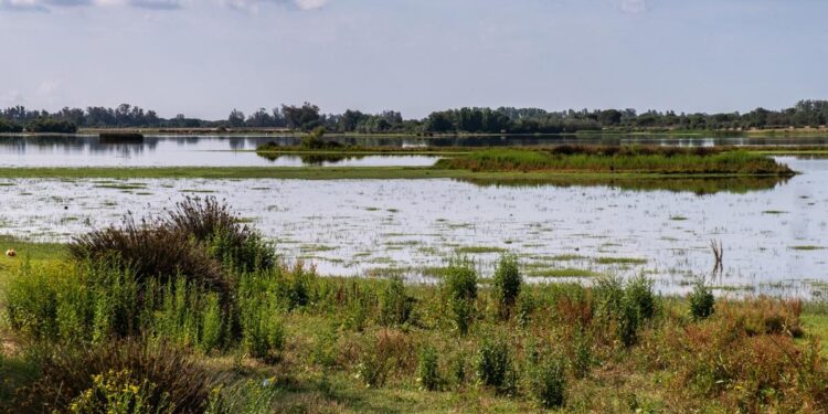 WWF insta a impedir que Doñana llegue a ‘un punto de no retorno’ por la sobreexplotación