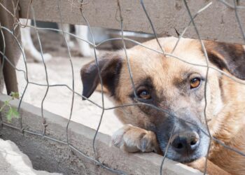 Esto es lo que dice la OCU sobre el seguro de mascotas de la Ley de Bienestar Animal