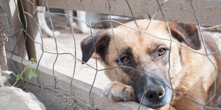 Esto es lo que dice la OCU sobre el seguro de mascotas de la Ley de Bienestar Animal