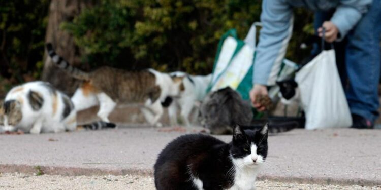 Mejor vida para los gatos y menos conflictos vecinales: Sevilla estrena sus colonias felinas