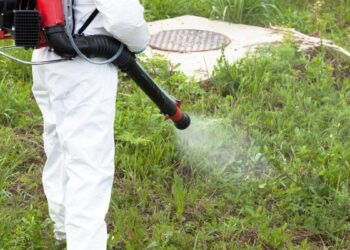 Mosquitos, garrapatas y pulgas: los insectos que se multiplican con el calor