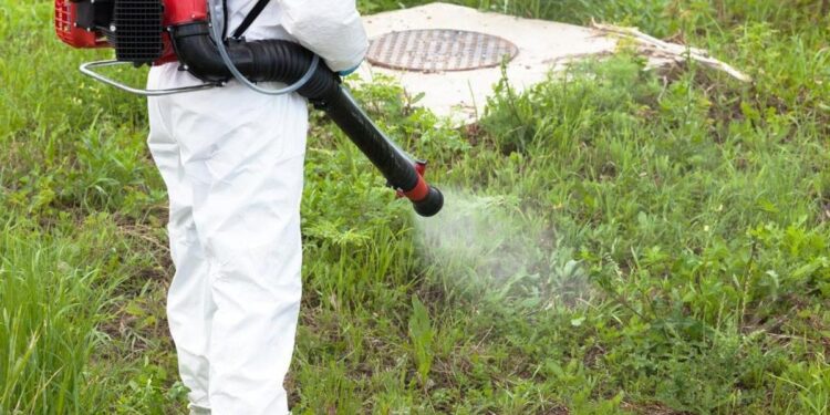 Mosquitos, garrapatas y pulgas: los insectos que se multiplican con el calor