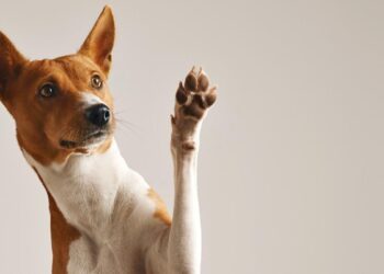 ‘Match’, digo ‘guau’