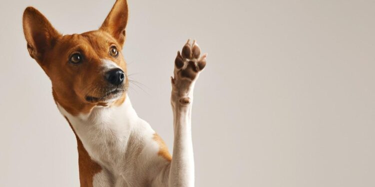 ‘Match’, digo ‘guau’