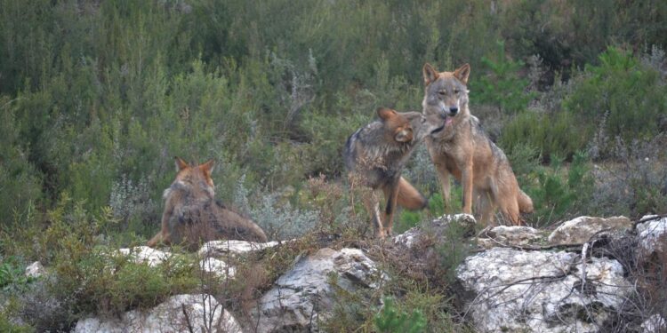 El lobo se expande en Zamora con 71 nuevas manadas