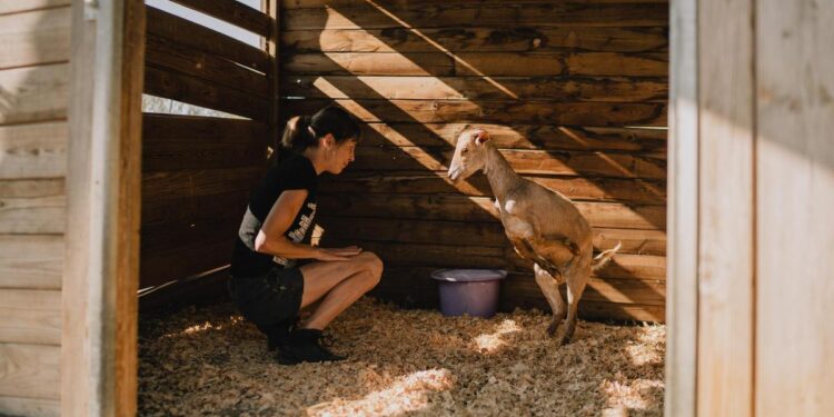 El santuario que acoge a los animales de granja repudiados busca fondos para una nueva casa: ‘No existimos legalmente’