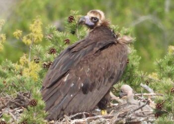 La población de buitre negro despega en la sierra de la Demanda y los Pirineos