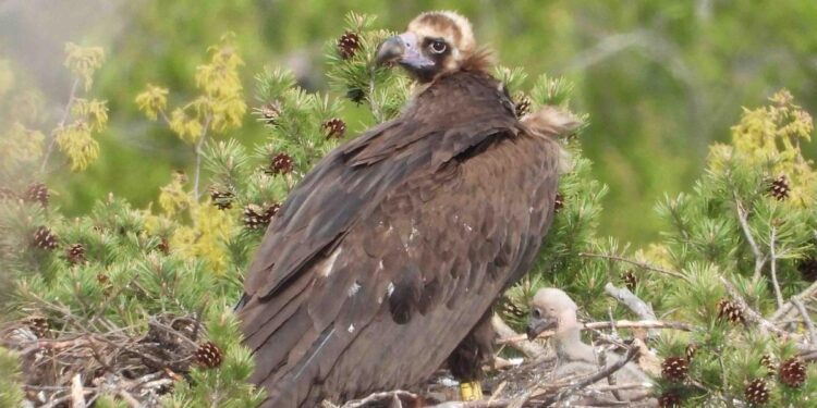La población de buitre negro despega en la sierra de la Demanda y los Pirineos