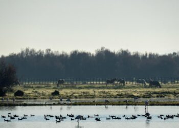 Doñana cumple 55 años tratando de sobrevivir a diversas amenazas