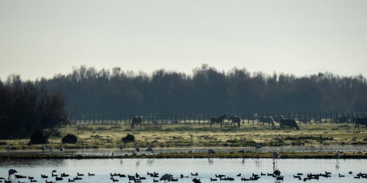 Doñana cumple 55 años tratando de sobrevivir a diversas amenazas