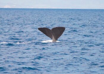 La ruta de los gigantes: enormes ballenas surcan los mares de la Región de Murcia en verano