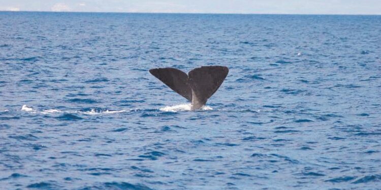 La ruta de los gigantes: enormes ballenas surcan los mares de la Región de Murcia en verano