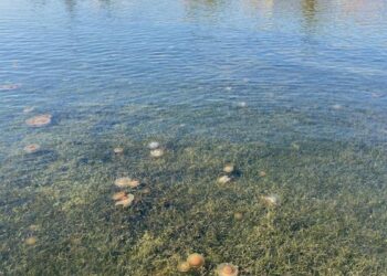 Las medusas huevo frito invaden las playas del Mar Menor y del Mediterráneo