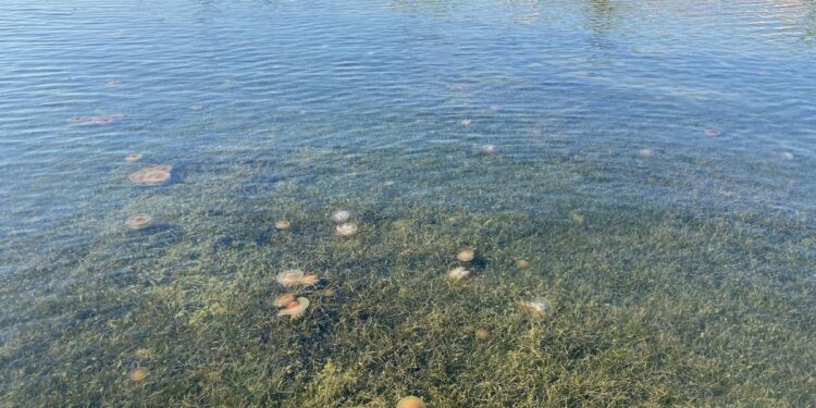 Las medusas huevo frito invaden las playas del Mar Menor y del Mediterráneo
