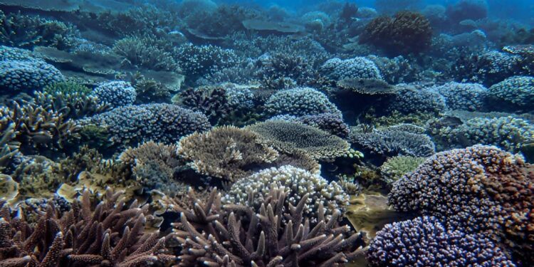 Hallazgo inesperado: algunos corales sobreviven al estrés térmico y muestran signos de aclimatación