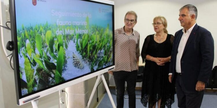 El Mar Menor triplica su fauna marina en un año, según los científicos