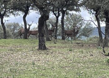 Lanzan un SOS ante Bruselas porque ciervos y jabalíes inundan el Parque de Cabañeros y lo están degradando