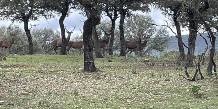 Lanzan un SOS ante Bruselas porque ciervos y jabalíes inundan el Parque de Cabañeros y lo están degradando