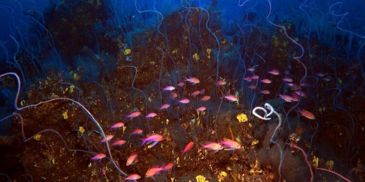 Descubierto un monte submarino en Canarias compuesto por tres volcanes