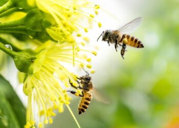 Qué plantas hay que tener en el jardín para atraer a las abejas