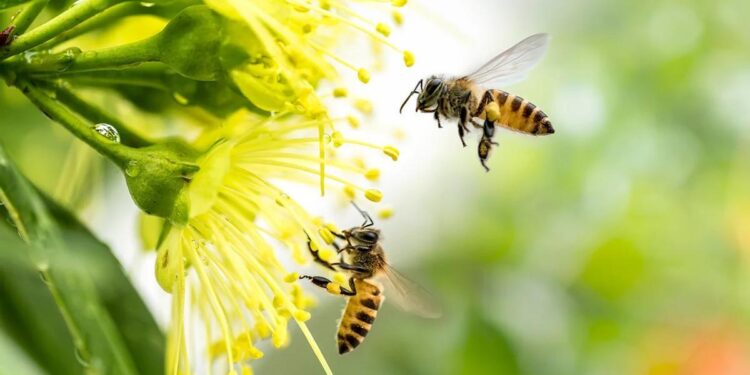 Qué plantas hay que tener en el jardín para atraer a las abejas