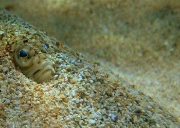 Medusas, peces araña, erizos de mar… Cómo actuar ante una picadura este verano