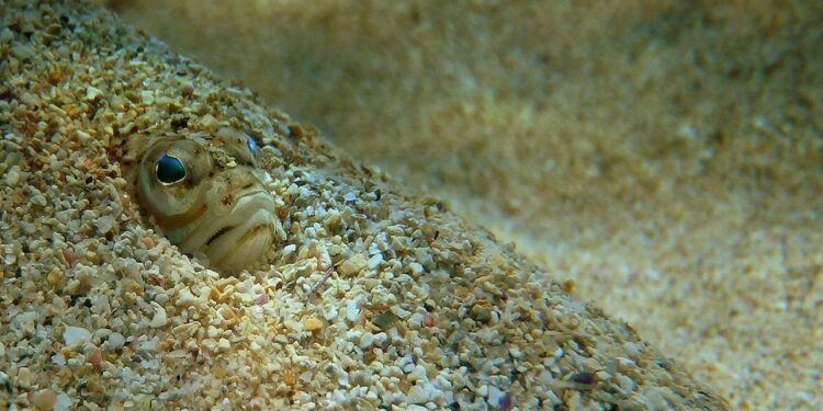 Medusas, peces araña, erizos de mar… Cómo actuar ante una picadura este verano